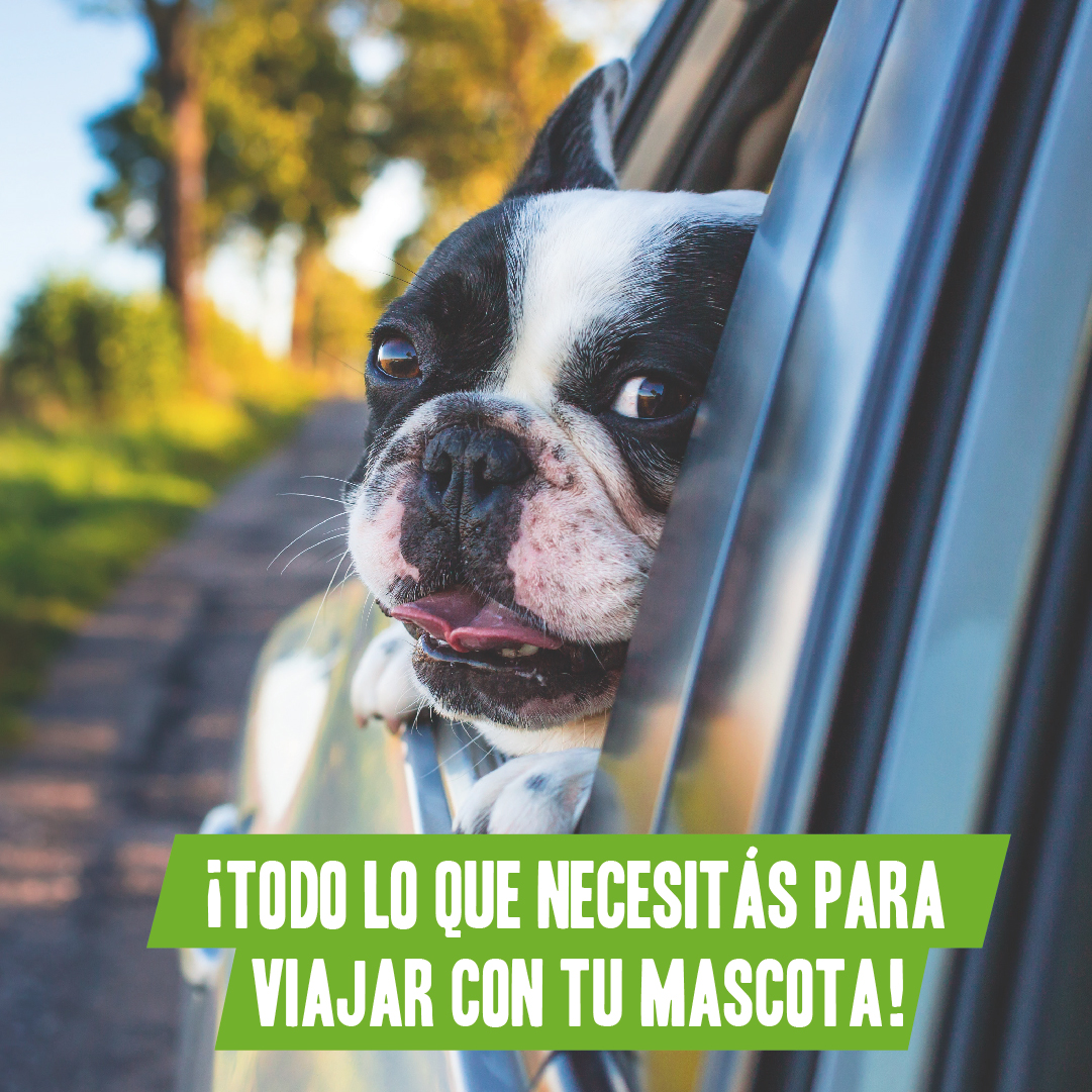 cómo afecta el calor a tu perro